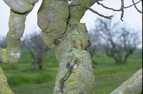 Damage to trunk caused by carpenterworm feeding.