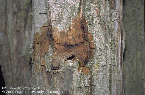 Walnut trunk infested with carpenterworm larvae.