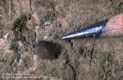 Carpenterworm egg.