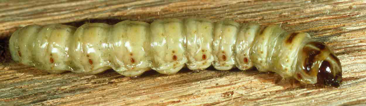 The cream-colored, segmented body of a carpenterworm larva, exposed on wood. Credit: William H. Hoffard, USDA Forest Service, Bugwood.org