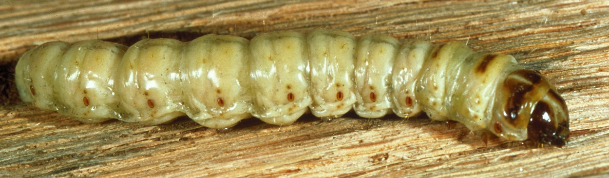 Larva of carpenterworm, Prionoxystus robiniae.