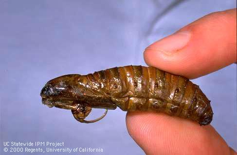 Carpenterworm pupal case.