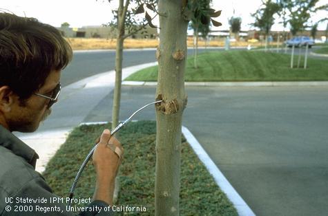 ApApplying parasitic nematodes to control carpenterworms.