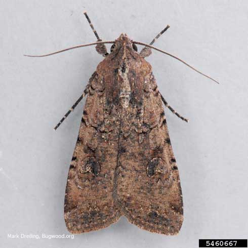 Adult variegated cutworm moth, <i>Peridoma saucia,</i> is generally reddish brown with a darker, kidney-shaped spot on either forewing.