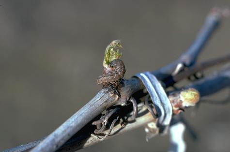 Crop damaged by variegated cutworm.