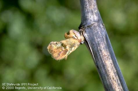 Crop damaged by variegated cutworm.