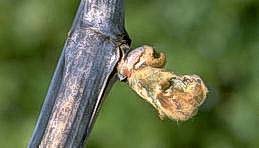 Cutworm damage to bud