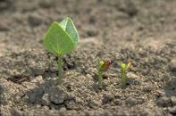 Bean seedlings chewed off by cutworms.