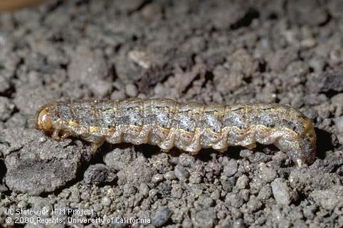 Larva of variegated cutworm.