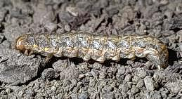 Cutworm larva