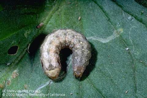 Larva of variegated cutworm.