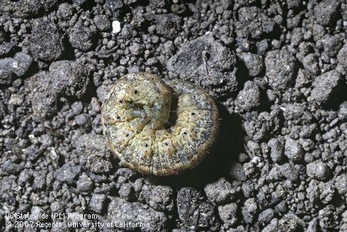 Larva of variegated cutworm.