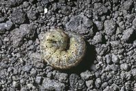 Cutworm larva