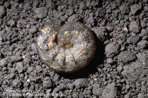 Variegated cutworm, <i>Peridroma saucia</i>, larva (caterpillar).