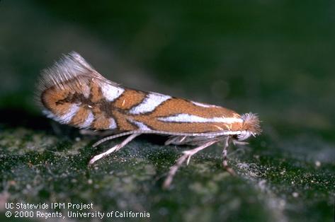 Adult tentiform leafminer, <i>Phyllonorycter</i> sp.