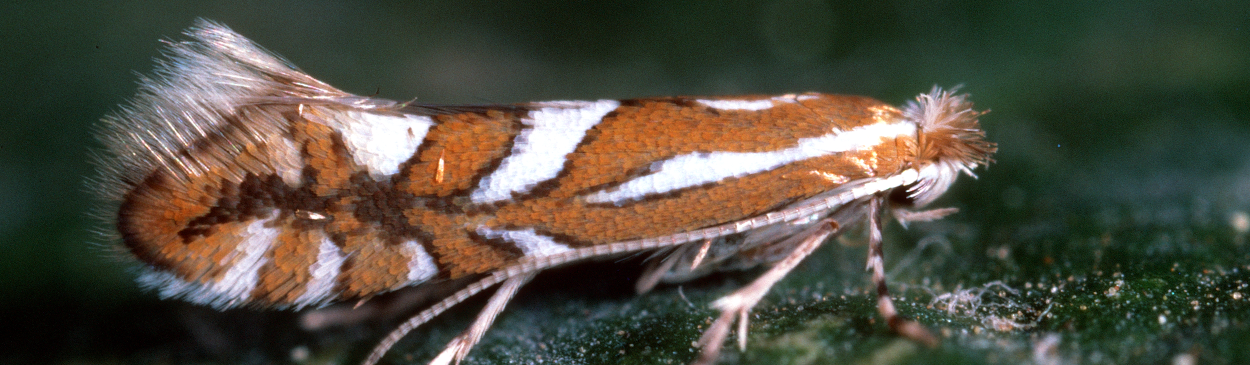 Leafminer adult.