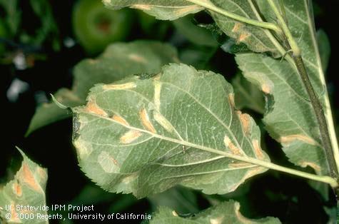 Discolored mines in wrinkled apple leaves caused by feeding of larvae of tentiform leafminers, <i>Phyllonorycter</i> spp.