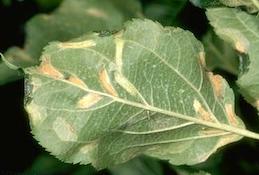 Discolored mines in wrinkled apple leaves caused by feeding of tentiform leafminer larvae.