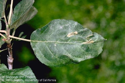 Crop damaged by tentiform leafminer.