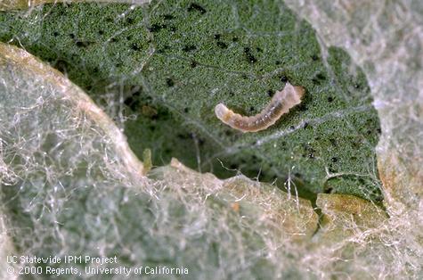 A leaf mine torn open to expose the sap-feeding stage of a larva of tentiform leafminer, <i>Phyllonorycter</i> sp.