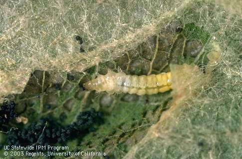 Larva of a tentiform leafminer, <I>Phyllonocycter</I> sp., exposed inside a leaf mine.