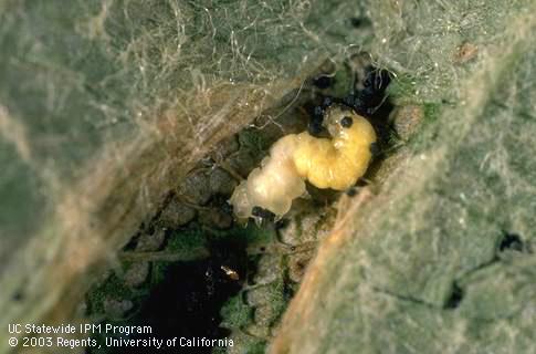 Diseased larva of a tentiform leafminer, <I>Phyllonorycter</I> sp., exposed inside a leaf mine.