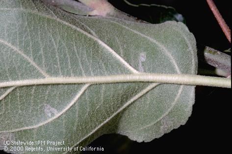 Larva of tentiform leafminer.