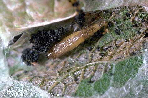 Leaf mine torn open to reveal a pupa of tentiform leafminer, <i>Phyllonorycter</i> sp., and black pellets of its frass (excrement).