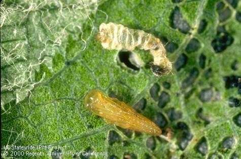 Unidentified pupa of a parasitic wasp of tentiform leafminer, <i>Phyllonorycter</i> sp. next to the shriveled skin of the leafminer larvae that it fed on externally and killed.