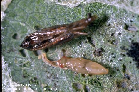 Unknown parasite of tentiform leafminer.