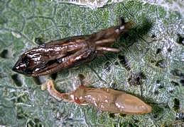 Parasite pupa (bottom) and leafminer pupa