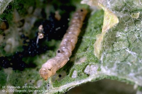 Larva of tentiform leafminer, <i>Phyllonorycter</i> sp., exposed in its mine. The externally feeding larva of a parasitic wasp is attached to the side of the leafminer.