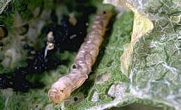 A leafminer parasite larva