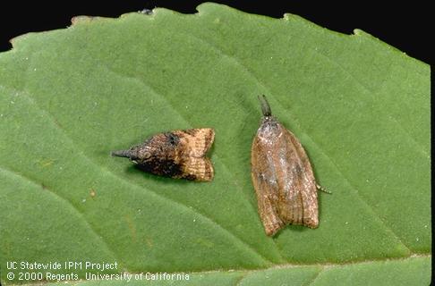 Omnivorous leafroller, <i>Platynota stultana,</i> adults (moths).