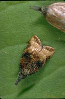 Male omnivorous leafroller moth