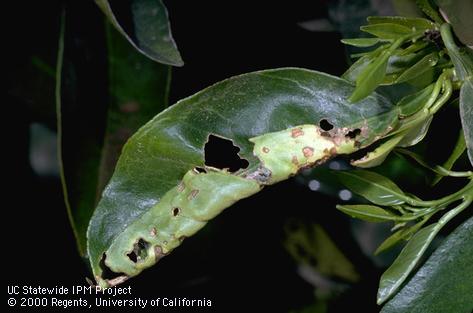 Leaf chewed and curled by an omnivorous leafroller, <i>Platynota stultana,</i> larva.