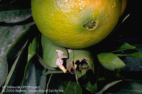 Crop damaged by omnivorous leafroller.