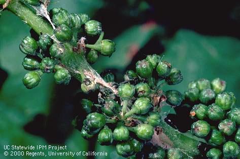 Crop damaged by omnivorous leafroller.