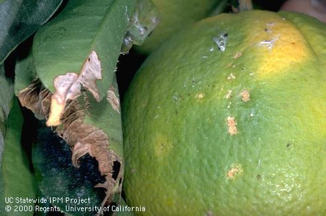 Crop damaged by omnivorous leafroller.