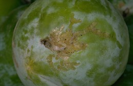 Leafroller fruit damage