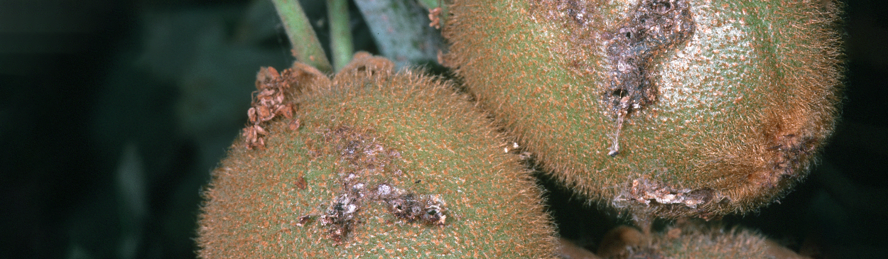 Omnivorous leafroller feeding damage on kiwifruit.