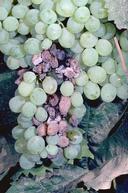 Damage to grapes in veraison period by omnivorous leafroller