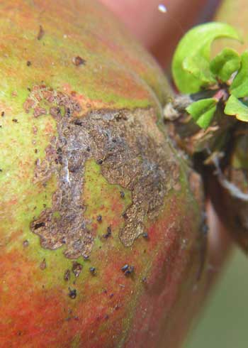 Omnivorous leafroller, <i>Platynota stultana,</i> feeding damage and frass on the pomegranate fruit surface.