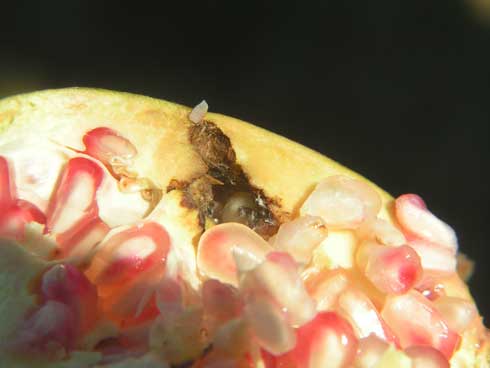 Pathogens can enter pomegranate fruit surface through tunnels caused by omnivorous leafroller larvae, <i>Platynota stultana</i>.