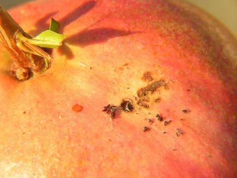 Omnivorous leafroller, <i>Platynota stultana,</i> feeding on pomegranate.