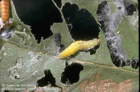 Colony of Omnivorous leafroller.