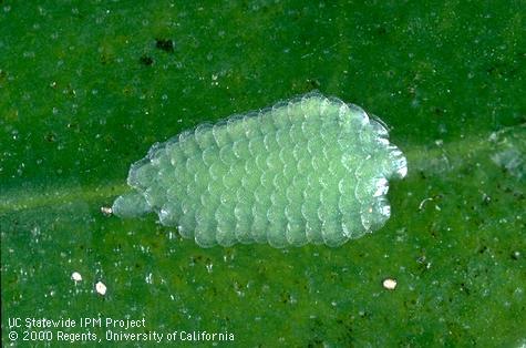 Omnivorous leafroller, <i> Platynota stultana,</i> egg mass. Leafroller (Tortricidae) eggs typically are laid overlapping in a flat mass resembling fish scales.