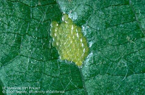 Egg of omnivorous leafroller.