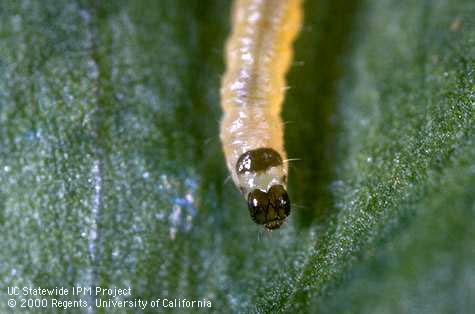 Larva of omnivorous leafroller.