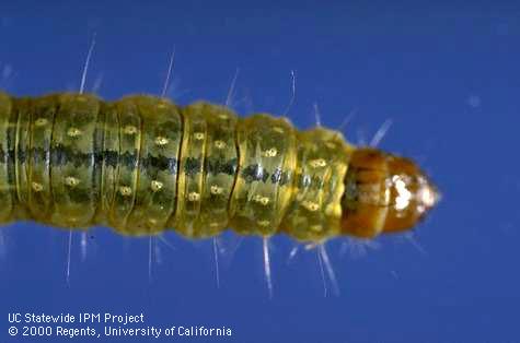 Larva of omnivorous leafroller.